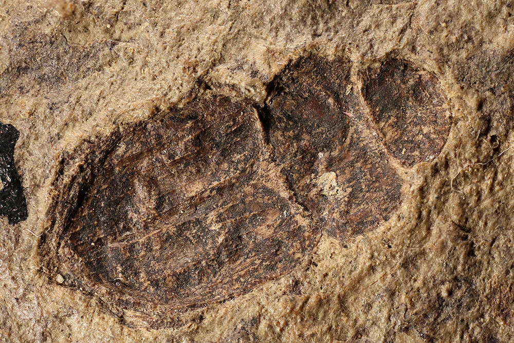 Image of <i>Aphodius laminicola</i> Wickham 1910