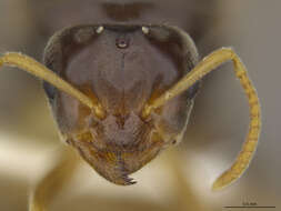 Image of Lasius fallax Wilson 1955