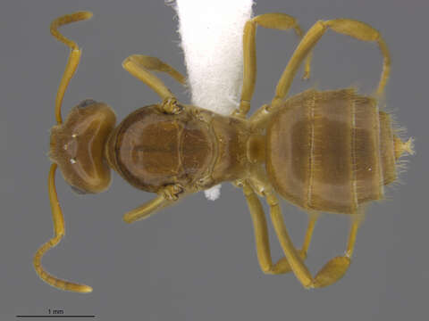 Image of Lasius humilis Wheeler 1917