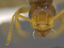 Image of Lasius humilis Wheeler 1917