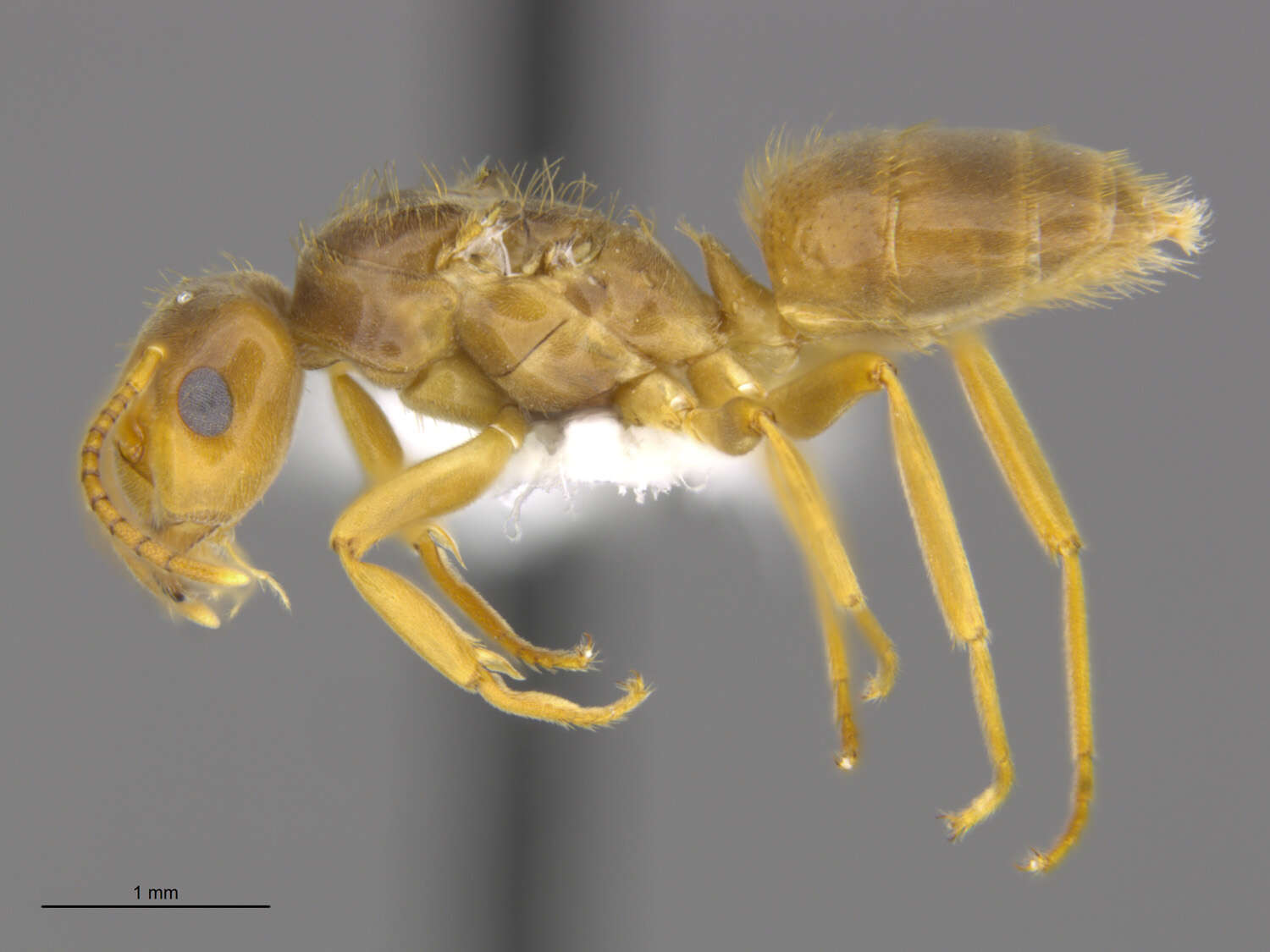 Image of Lasius humilis Wheeler 1917