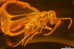 Image of platygastrids