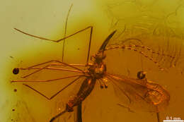 Image of gall midges and wood midges