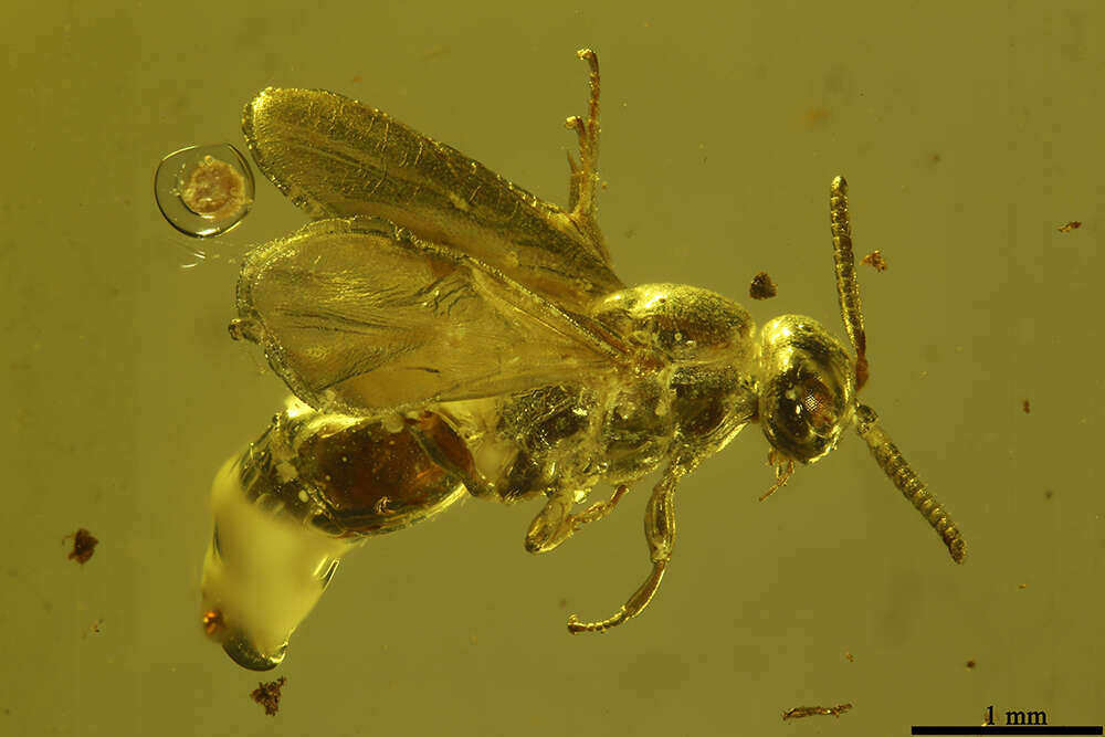 Image de Proctotrupidae