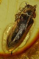 Image of toe-winged beetles