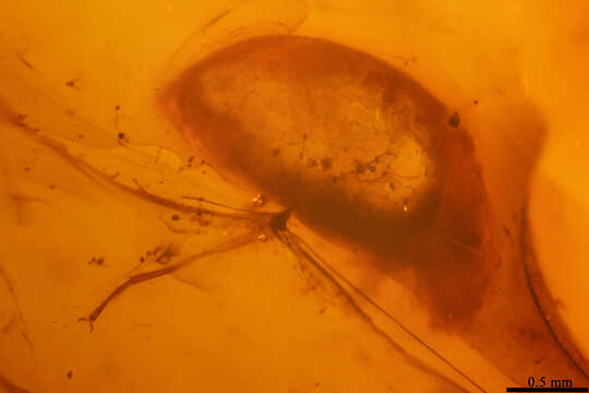 Image of Anamorphidae