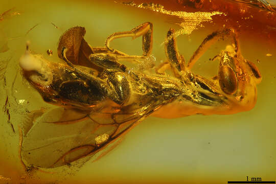 Image of Palaeobethylus