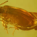Image of <i>Electribius oligocenicus</i> Crowson 1973