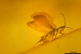 Image of thrips