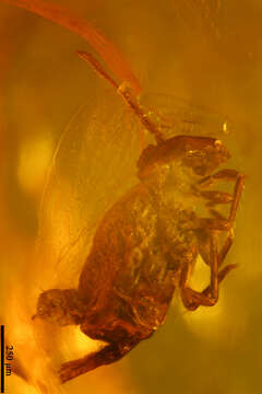 Image of springtails