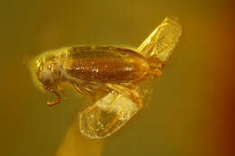 Image of antlike leaf beetles