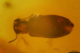 Image of antlike leaf beetles