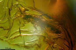 Image of thrips