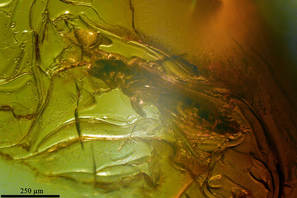 Image of thrips