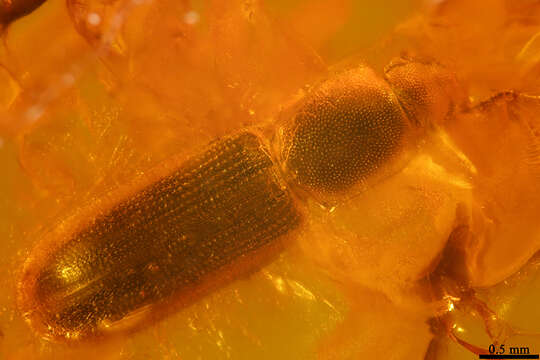 Image of silvanid flat bark beetles