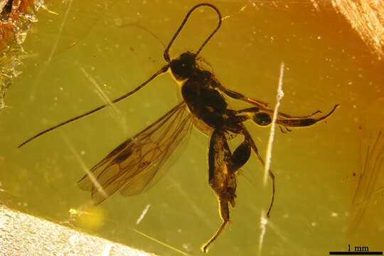 Image of Anacanthobracon