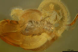 Image of oribatid mites