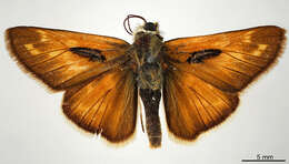 Image of Hesperia comma manitoba Scudder 1874