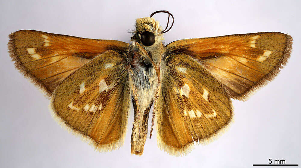 Image of Hesperia comma manitoba Scudder 1874