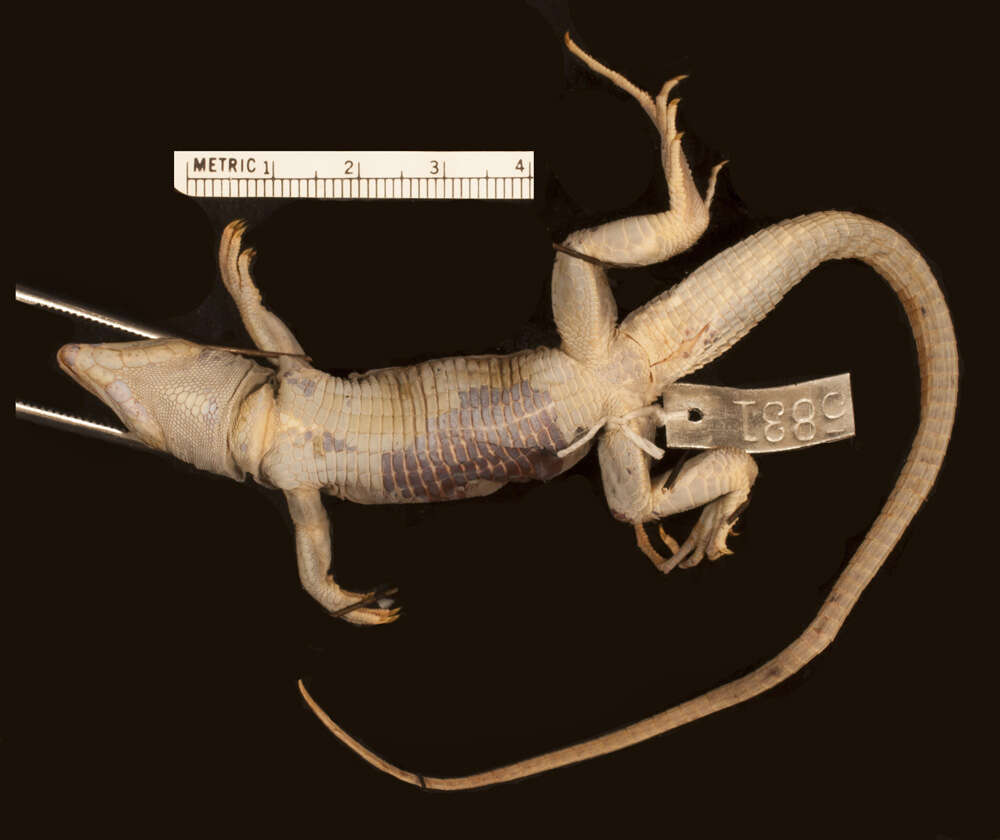 Image of Holcosus undulatus parvus (Barbour & Noble 1915)