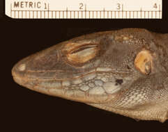 Image of Rainbow Ameiva