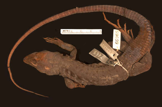 Image of Holcosus undulatus hartwegi (Smith 1940)