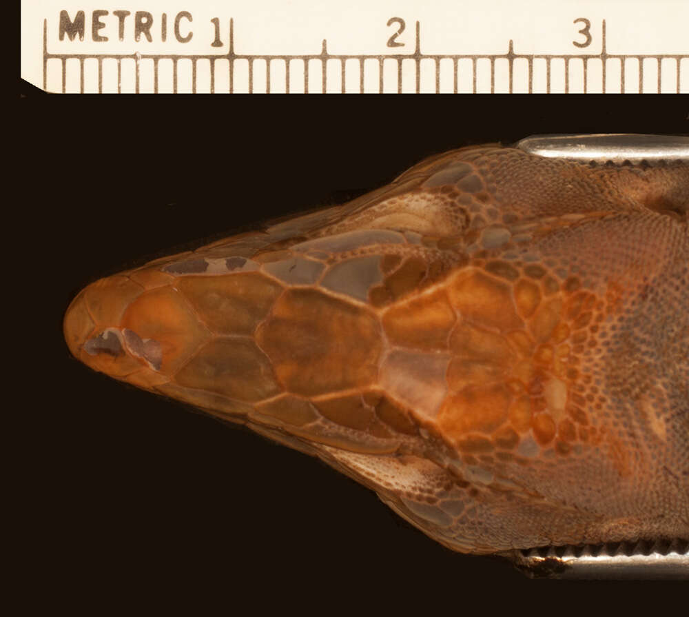 Image of Holcosus undulatus hartwegi (Smith 1940)