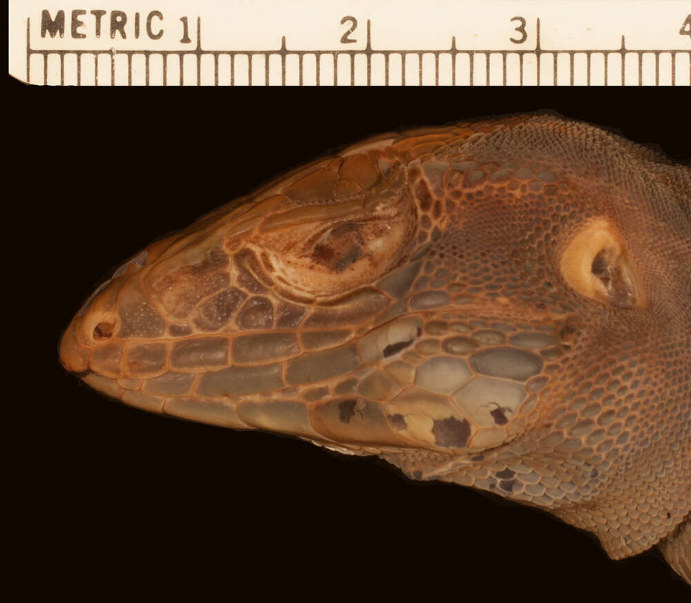 Image of Holcosus undulatus hartwegi (Smith 1940)