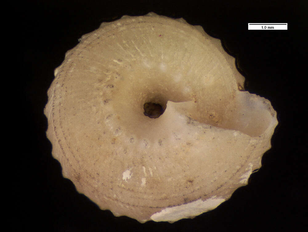 Image of <i>Solariella pourtalesi</i> Clench & Aguayo 1939