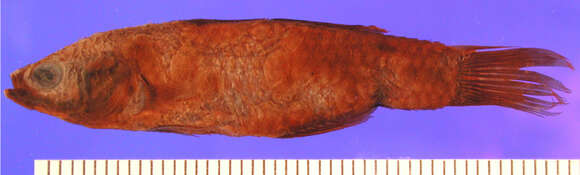 Image of Agonostomus