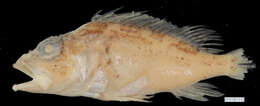 Image of Highfin scorpionfish