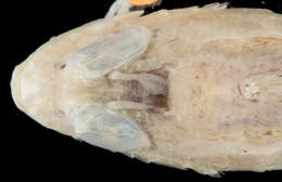 Image of Highfin scorpionfish