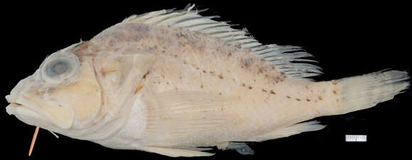 Image of Highfin scorpionfish