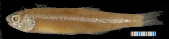 Image of Slough anchovy