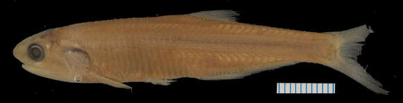 Image of Eigenmann&#39;s anchovy