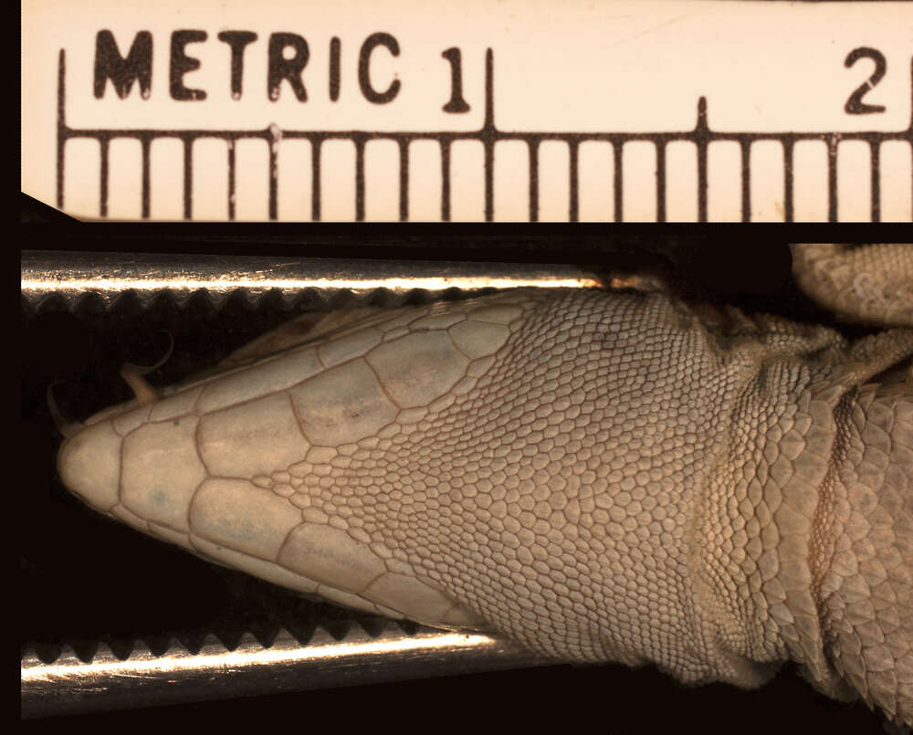 Image of Kentropyx borckiana (Peters 1869)