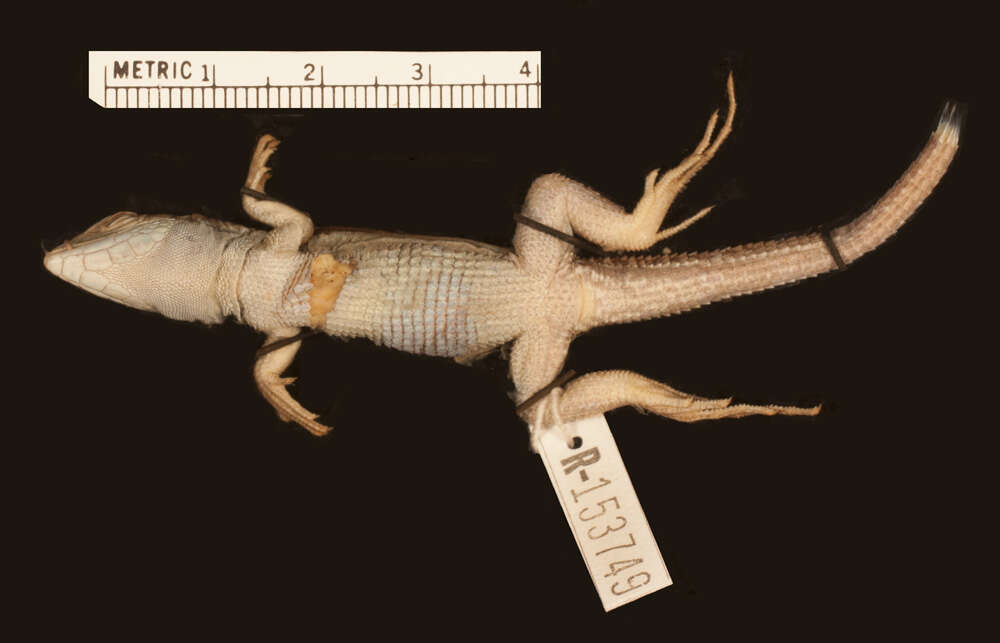 Image of Kentropyx borckiana (Peters 1869)