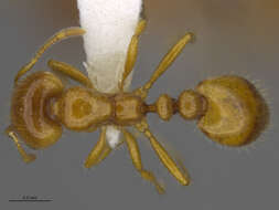 Image of Desert Fire Ant