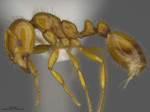 Image of Desert Fire Ant