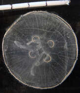 Image of Semaeostomeae Agassiz 1862