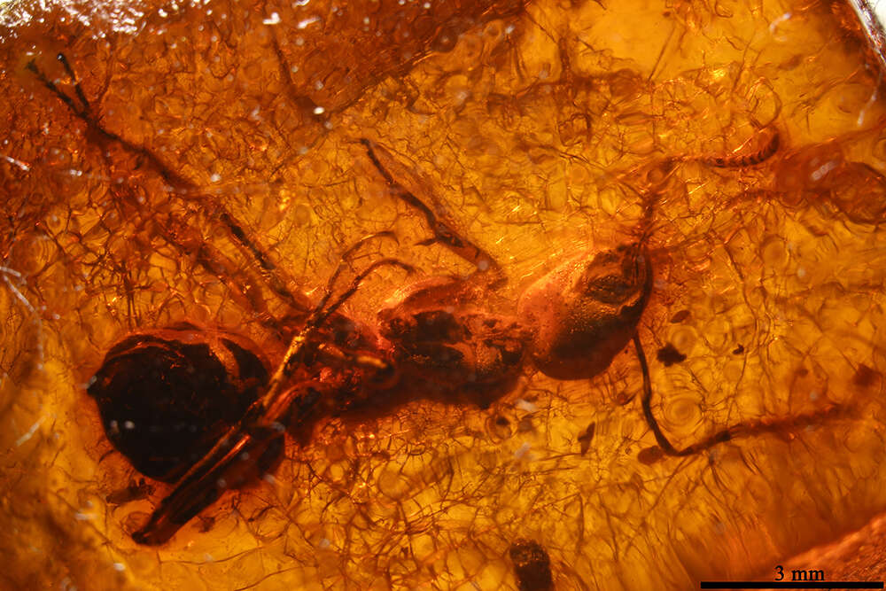 Image of Formica phaethusa Wheeler 1915