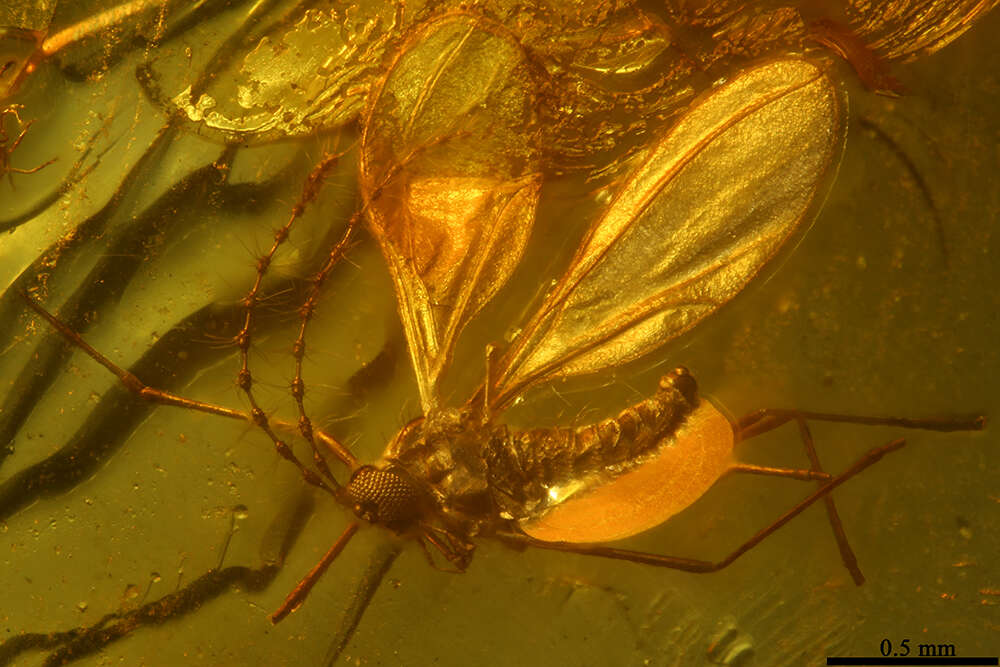 Image of gall midges and wood midges