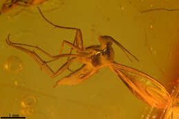 Image of dark-winged fungus gnats