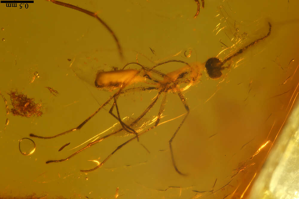 Image of dark-winged fungus gnats