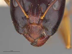 Image of Camponotus acutirostris Wheeler 1910