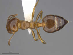 Слика од Crematogaster isolata Buren 1968