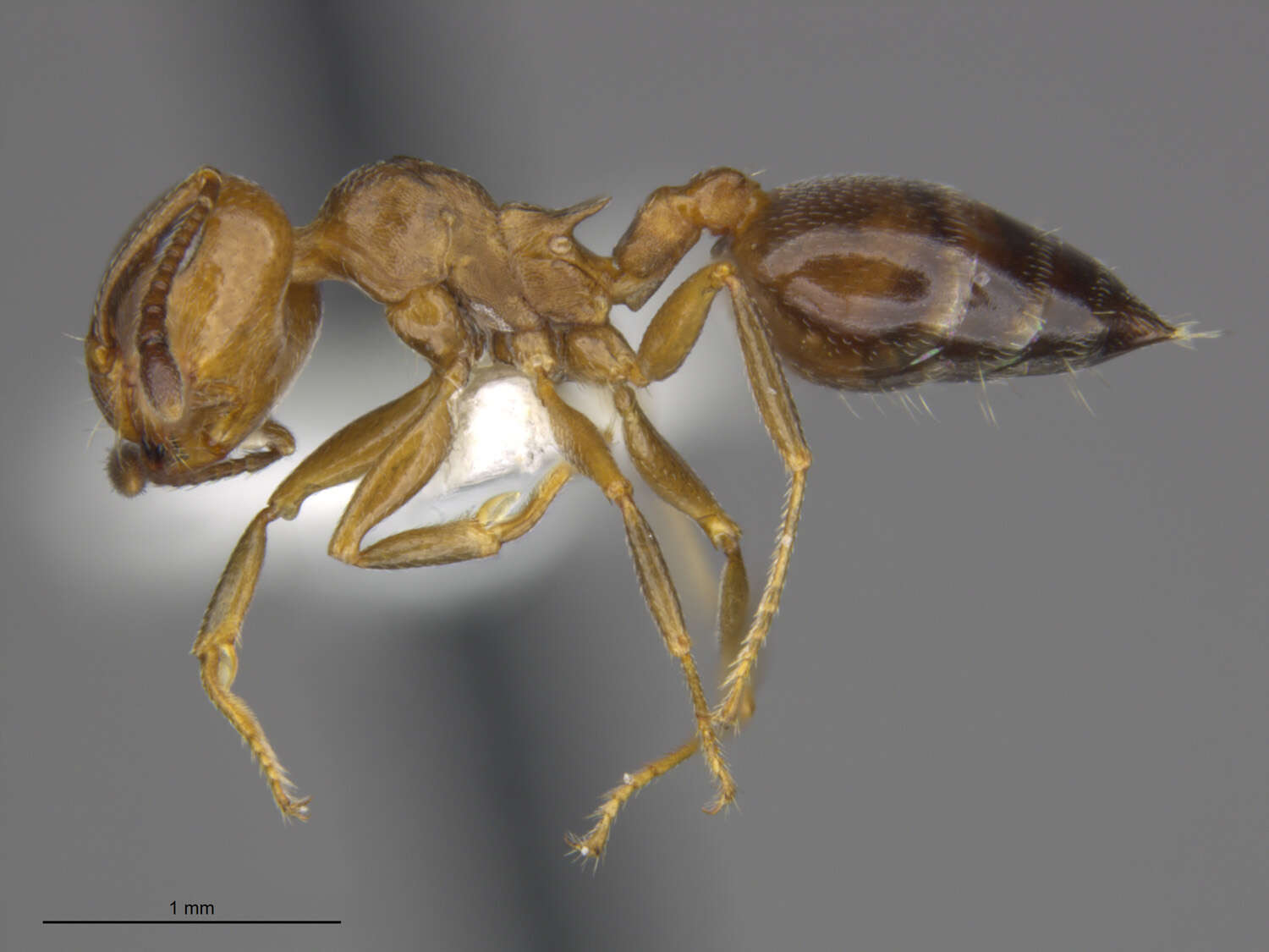 Слика од Crematogaster isolata Buren 1968