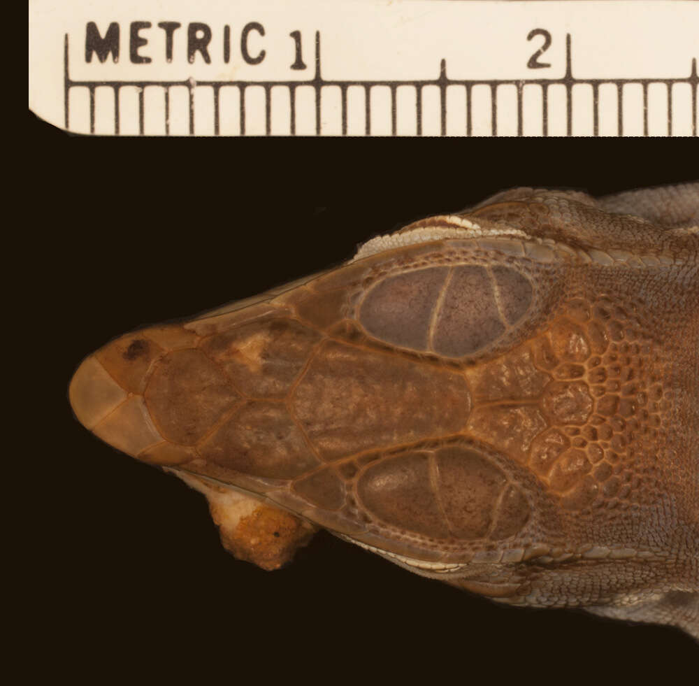 Image of Four-toed Tegu