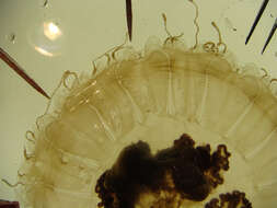 Image of sea nettle