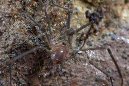 Image of Sabacon cavicolens (Packard 1884)